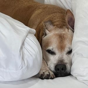 Meet your Posher, Thomas